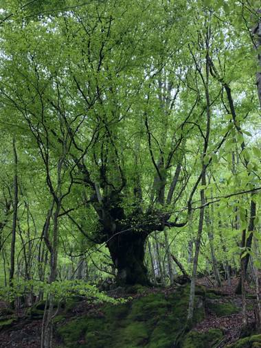 Naturalezadebarrio en Hamelin: Flora  (Bausen), Haya milenaria#haya#flora21#naturalezadebarrio@naturalezadebarrio#valldearan