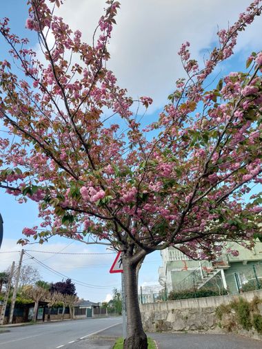Mpinfante en Hamelin: Flora, Prunus serrulata, Como tod@s las ramas son parte del Arbol con un tronco común que lo sostiene, y este es un hermoso árbol qu...