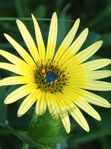 Capturolavida en Hamelin: Flora  (Moguer), Arctotheca calendula, #flora21 #nature