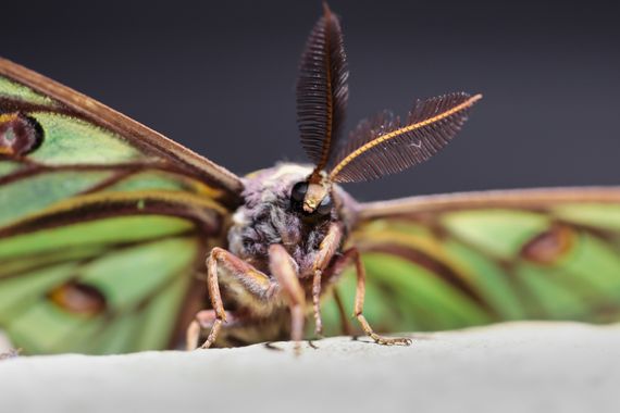 Eritz.cortazar en Hamelin: Fauna  (Orísoain), Mariposa isabelina

Un desconocido lepidóptero para muchos y que se puede observar por España.
En la foto se ...