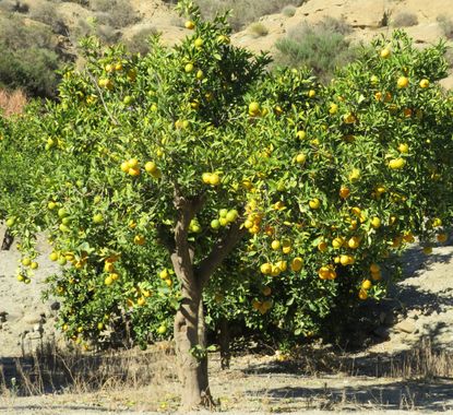 Solerantonio2 en Hamelin: Flora  (Santa Cruz de Marchena), Naranjo