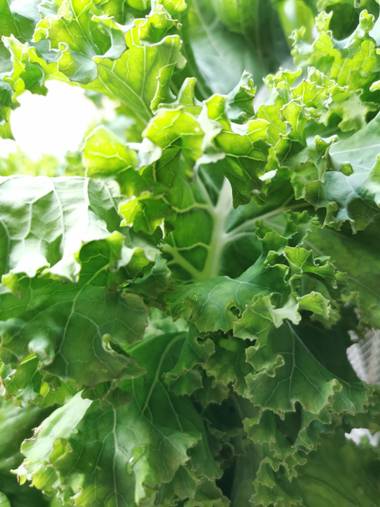 Instantes efímeros en Hamelin: Flora, Brassica oleracea, Col