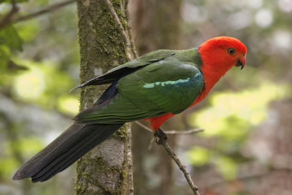 Ignicapillus en Hamelin: Fauna  (Gold Coast), Alisterus scapularis (Lichtenstein, 1816), Papagayo australiano
He aquí una especie de loro exclusiva del est...