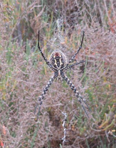 Solerantonio2 en Hamelin: Fauna  (Níjar), Aracnido