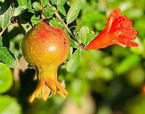 su en Hamelin: Flora  (Gelves), Punica granatum, Flor y fruta del granado de jardín 