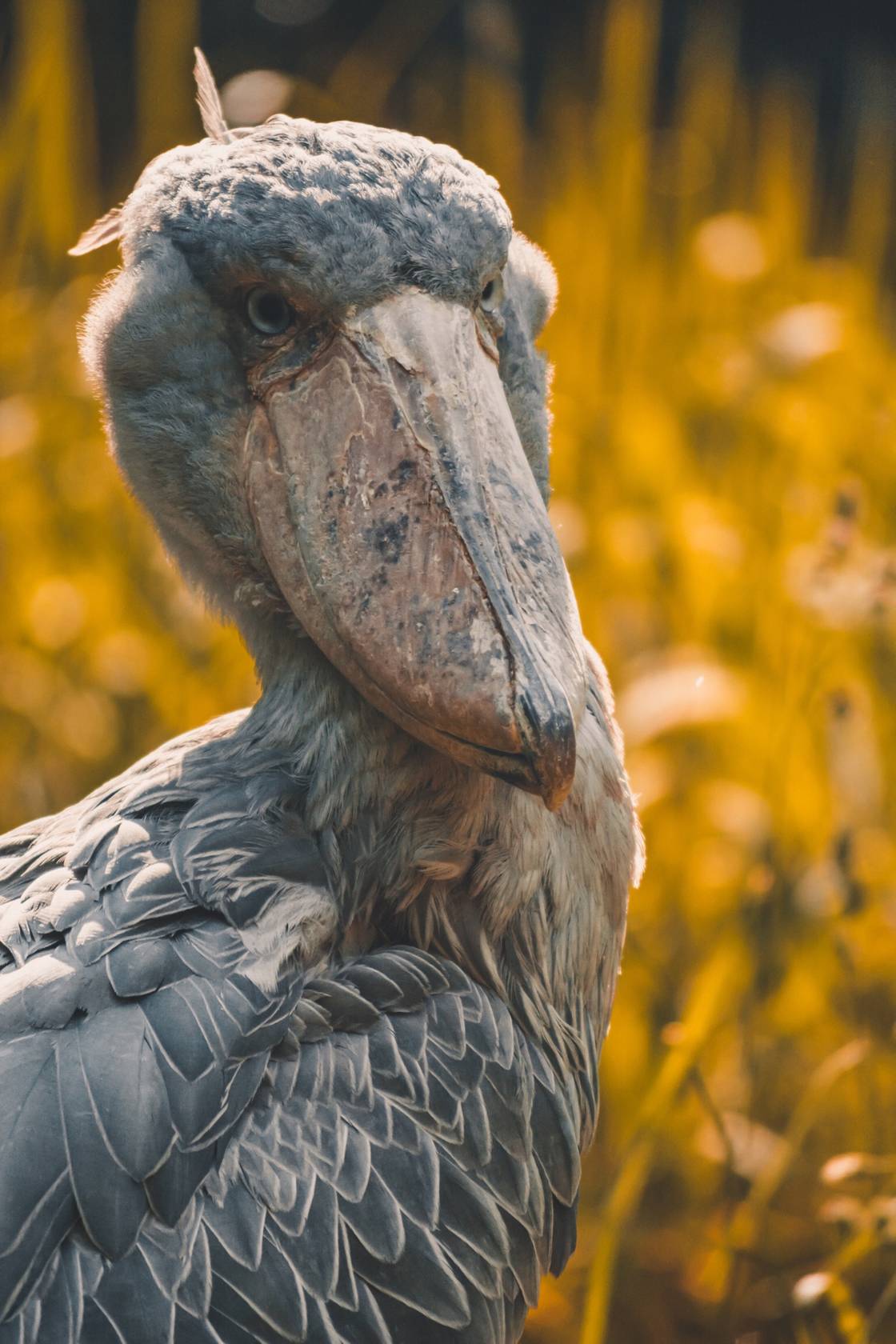 Una Carraca europea al vuelo en el delta del Danubio