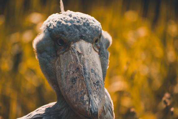 FaunaOriginal en Hamelin: Fauna, Balaeniceps rex (Picozapato), Conocido como el “Picozapato” 👞, pone dos huevos, pero uno es como una copia de seguridad ...