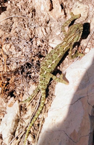 Solerantonio2 en Hamelin: Fauna  (Níjar), Reptil camaleón comun