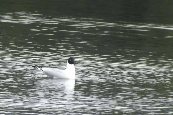 Federicadaluz en Hamelin: Fauna  (Villa La Angostura), Chroicocephalus serranus (Tschudi, 1844), #villalaangostura  #neuquen #patagoniaargentina #argentina...