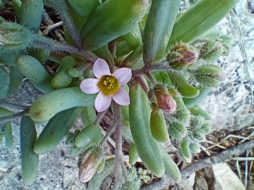 Apasnau75 en Hamelin: Flora  (Zahara), Mucizonia hispida, #primavera22 
Una crasulácea que habita en zonas rocosas.
