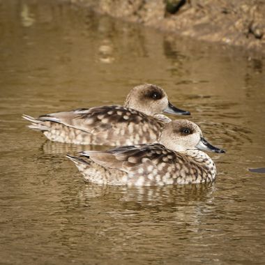 Kikojimenez1977 en Hamelin: Fauna, Marmaronetta angustirostris (Ménétries, 1832), #aves