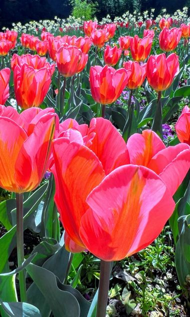 Eudimer20 en Hamelin: Flora, #flores 