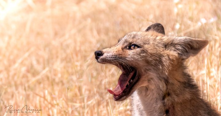 Rosa N. en Hamelin: Fauna  (Picón), Vulpes vulpes (Linnaeus, 1758), Joven ejemplar de zorro común o zorro viejo (Vulpes vulpes). #mamiferos #hamelin #fauna...