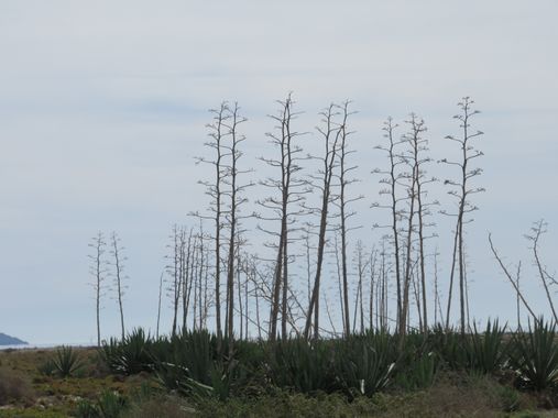 Solerantonio2 en Hamelin: Paisaje  (Almería), Coincidencias visuales