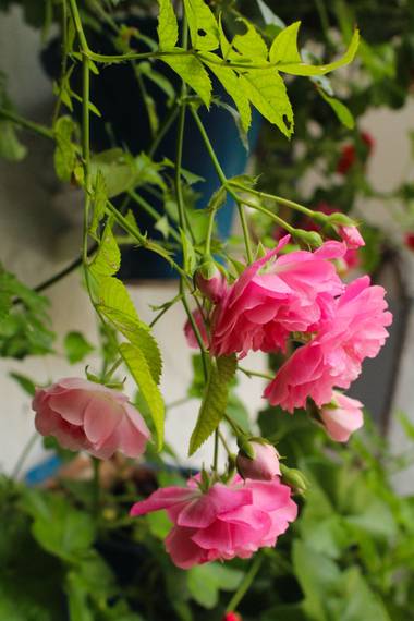 cruzyus en Hamelin: Flora  (Córdoba), #flora21 