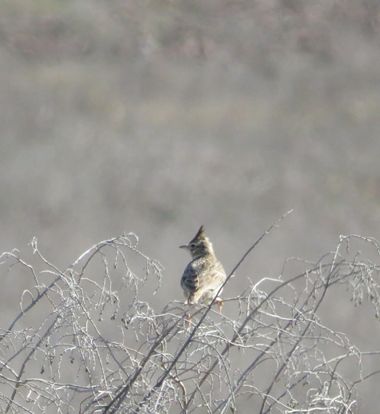 Solerantonio2 en Hamelin: Fauna  (Níjar), Cogujada comun