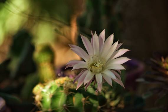 Rosita en Hamelin: Flora, Echinopsis oxygona, 💞