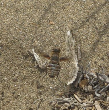 Solerantonio2 en Hamelin: Fauna  (Níjar), Insecto