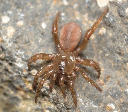 molaye02 en Hamelin: Fauna  (Teguise), 📸🕷️ Araña masona (Titanidiops canariensis), especie endémica de Canarias presente en las islas de Fuerteventura y ...