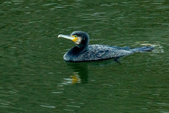 3pnoe6 en Hamelin: Fauna  (Castellterçol), Phalacrocorax carbo (Linnaeus, 1758), #cormoran#ave#lago
