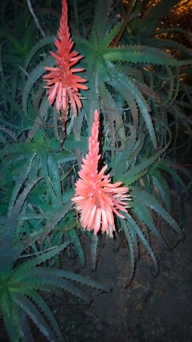 Solerantonio2 en Hamelin: Flora  (Almería), Aloe arborescens, Planta