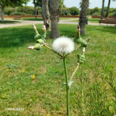 Solerantonio2 en Hamelin: Flora  (Almería), Planta