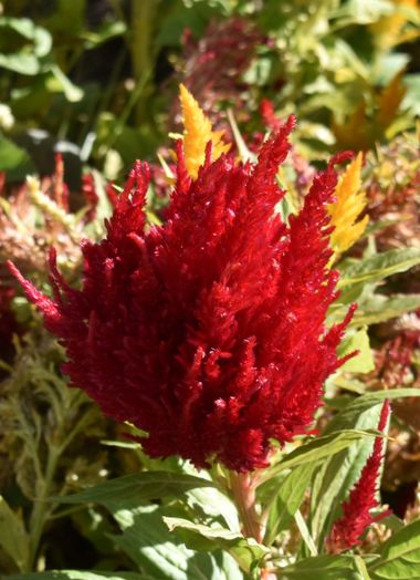 Solerantonio2 en Hamelin: Flora  (Almería), Celosia argentea, Planta