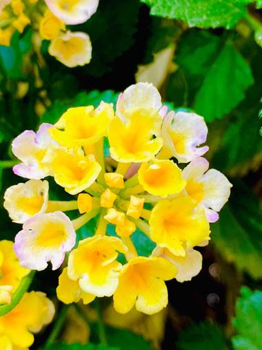 su en Hamelin: Flora  (Gelves), No suele sobrepasar los 2 m de altura. Hojas opuestas, ovales, dentadas, ásperas. Inflorescencia en corimbos. Existen numer...
