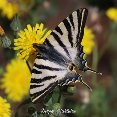 Diego en Hamelin: Fauna  (Zaragoza), #chupaleches #iphiclidesfeisthamelii #mariposas #csnon #zaragoza 