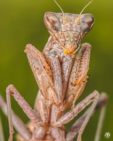 Jose Alza Dsn en Hamelin: Fauna  (l'Ametlla de Mar), Preciosa hembra de Ameles spallanzania de color blanquecino.

#macro #mantis #insecto #fauna #naturale...
