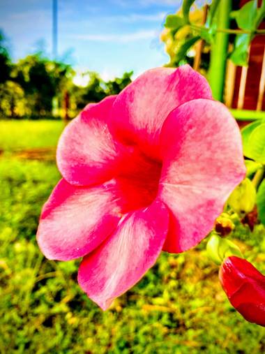 Juancamiloherazo6 en Hamelin: Flora, Toluviejo-sucre,Colombia 
