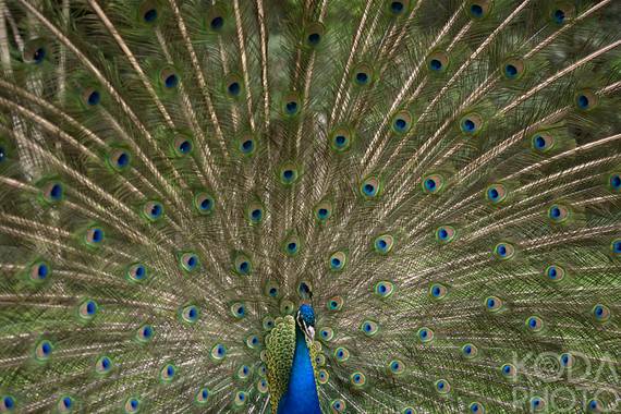 Haulpa en Hamelin: Fauna  (Valladolid), Pavo cristatus cristatus, 


#Aves21
