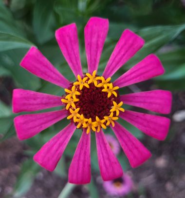 Msanchezvasco en Hamelin: Flora  (Ulldecona), Es una planta que aconsejo por su belleza y por su floración, de verano hasta otoño.
Poco mantenimiento.
#flo...