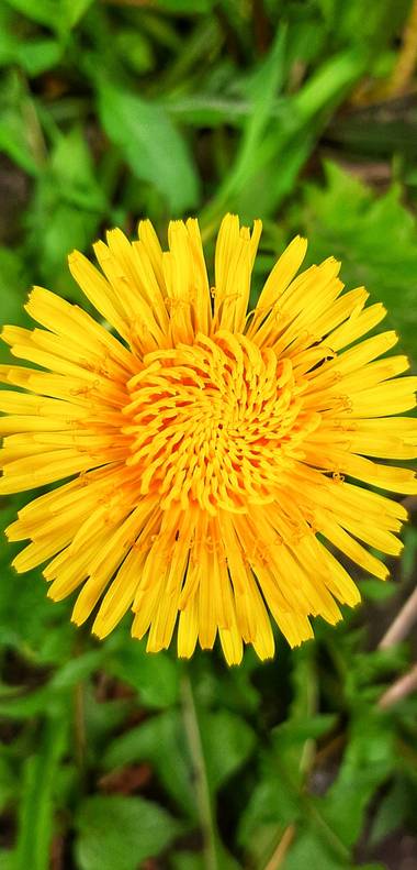 Ivancaicedo11 en Hamelin: Flora  (Bogotá, D.C.), #yellow #flower