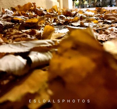 STEPHANIE 📸 en Hamelin: Paisaje, #nocturnos #otoño #autumn #phonature #photo #phothography #photografer #estacionotoño #marron 