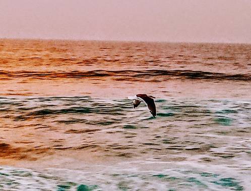Óliver📷 en Hamelin: Fauna, Una gaviota volando sobre el mar. 