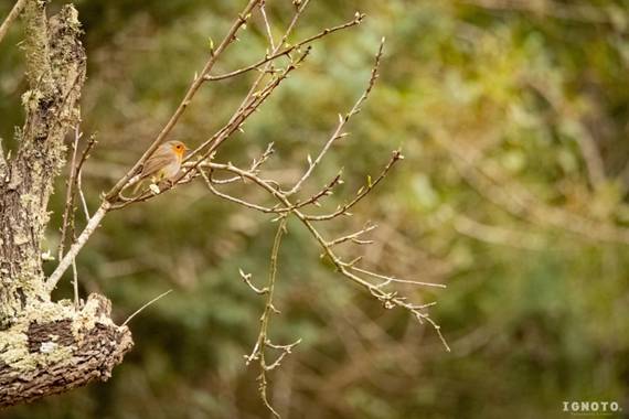 Ignoto en Hamelin: Fauna  (Santa Maria del Camí), Erithacus rubecula (Linnaeus, 1758)
