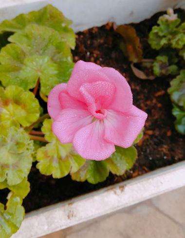 Solerantonio2 en Hamelin: Flora  (Almodóvar del Río), Planta