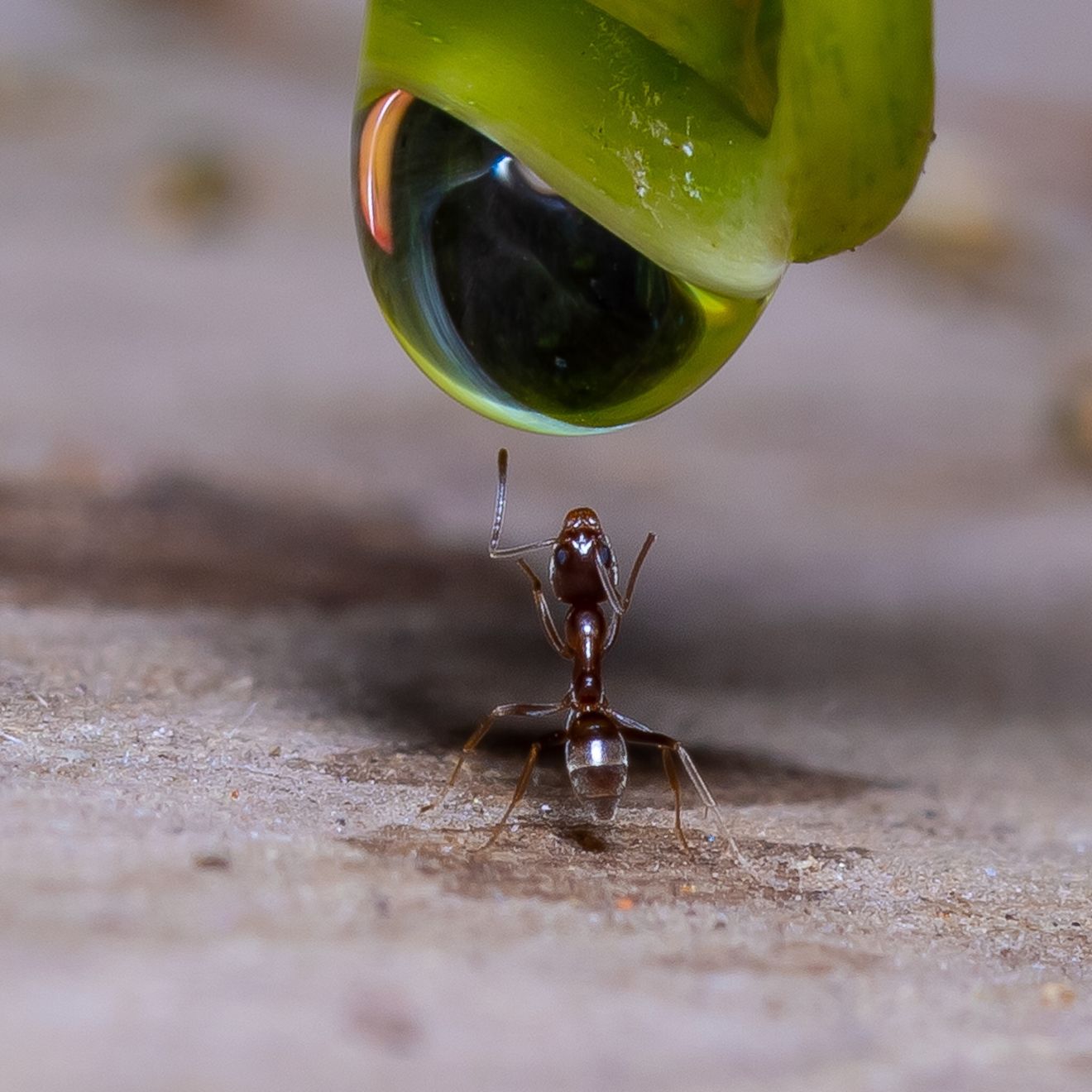 Fotografía macro de una pequeña hormiga, tratando de alcanzar una gota de agua