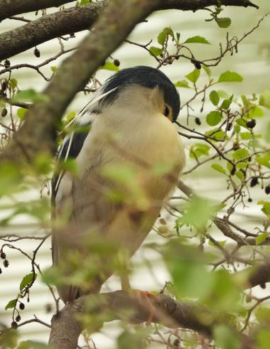Carlos Guzón en Hamelin: Fauna  (Palencia), Nycticorax nycticorax (Linnaeus, 1758), El ejemplar de la fotografía estaba en el río Carrión a su paso por Pal...