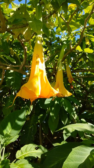 Solerantonio2 en Hamelin: Flora  (Almeria), Brugmansia suaveolens, Planta