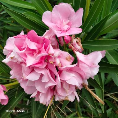 Solerantonio2 en Hamelin: Flora  (Níjar), Nerium oleander, Planta