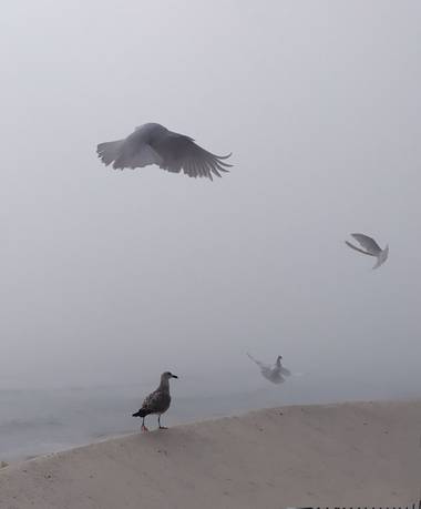 Mcjarama en Hamelin: Fauna  (Benidorm), Palomas# gaviotas# niebla#