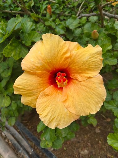 Solerantonio2 en Hamelin: Flora  (Almeria), Hibiscus rosa-sinensis, Planta