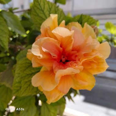Solerantonio2 en Hamelin: Flora  (Almería), Hibiscus rosa-sinensis, Planta