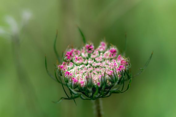 manuel_rodriguezperez en Hamelin: Flora, Daucus carota, #macro #sel85 #sonyalpha #sony #neewerring #sonya7ii #flower #plants