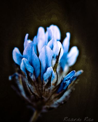 Rricoparrillas en Hamelin: Flora  (Montseny), Bituminaria bituminosa, #cumplehamelin 