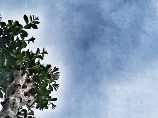 matiasrivilli en Hamelin: Flora, Esa fusión entre el #arbol y el #cielo, la tierra y el universo