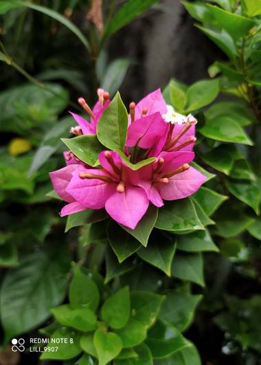 Lilia Bertel en Hamelin: Flora  (Cartagena), Bougainvillea glabra, Un pequeño racimo de Bouganvilia después de una torrencial lluvia.
#bouganvillia #flor #...