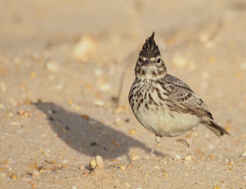 Sara Pérez  en Hamelin: Fauna, #bird 